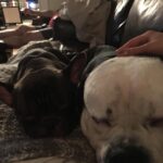 Gabrielle Echols Instagram - Happy national dog day!! 🐶🐶🐶