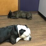Gabrielle Echols Instagram - Waiting patiently for the vet 🐾🐾
