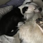 Gabrielle Echols Instagram - Happy national dog day!! 🐶🐶🐶