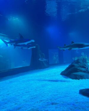 Gabrielle Echols Instagram - “Just keep swimming, just keep swimming🐠” #aquariumdate #gangstakitty