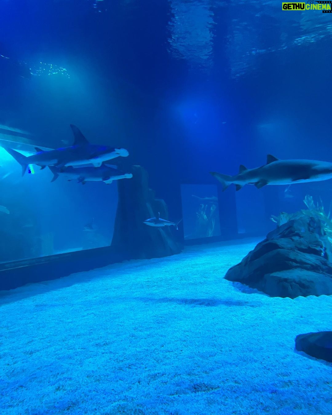 Gabrielle Echols - 5.9K Likes - “Just keep swimming, just keep swimming🐠” #aquariumdate #gangstakitty