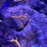 Gabrielle Echols Instagram - “Just keep swimming, just keep swimming🐠” #aquariumdate #gangstakitty Georgia Aquarium