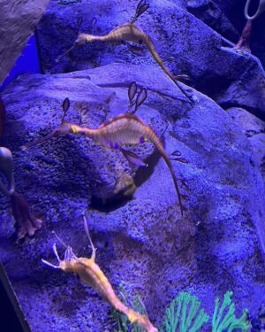 Gabrielle Echols Instagram - “Just keep swimming, just keep swimming🐠” #aquariumdate #gangstakitty