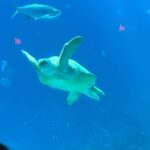 Gabrielle Echols Instagram - “Just keep swimming, just keep swimming🐠” #aquariumdate #gangstakitty Georgia Aquarium