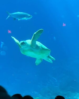Gabrielle Echols Instagram - “Just keep swimming, just keep swimming🐠” #aquariumdate #gangstakitty