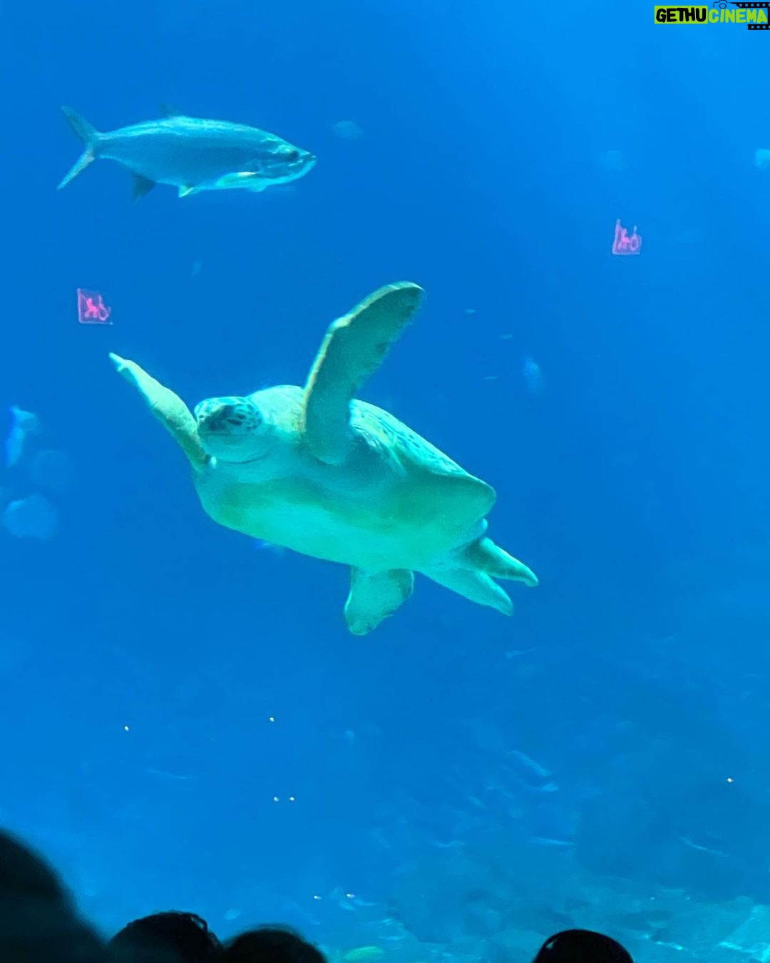 Gabrielle Echols - 5.9K Likes - “Just keep swimming, just keep swimming🐠” #aquariumdate #gangstakitty