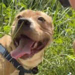 Gabrielle Echols Instagram - Baby Badgers first hike! 🍯🐶 also you guys should follow me on TikTok if you want to see me make a fool of myself 24/7. It can be quite entertaining lol. #pitbulls #rescuedog