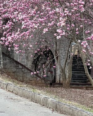 Gabrielle Echols Instagram - Nirvana, Thousand Hills Coffee, Chess, and Cherry Blossoms