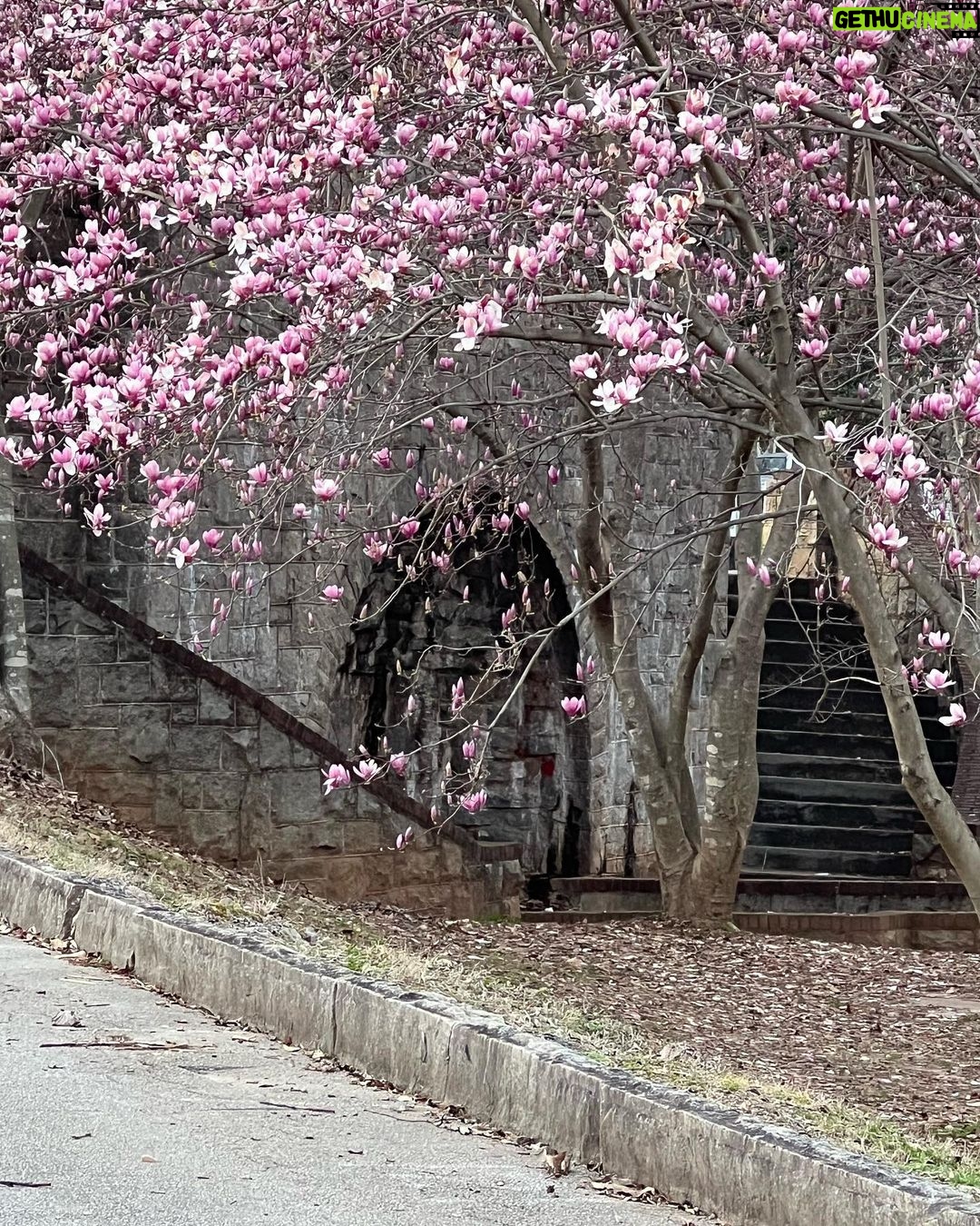 Gabrielle Echols - 10.7K Likes - Nirvana, Thousand Hills Coffee, Chess, and Cherry Blossoms