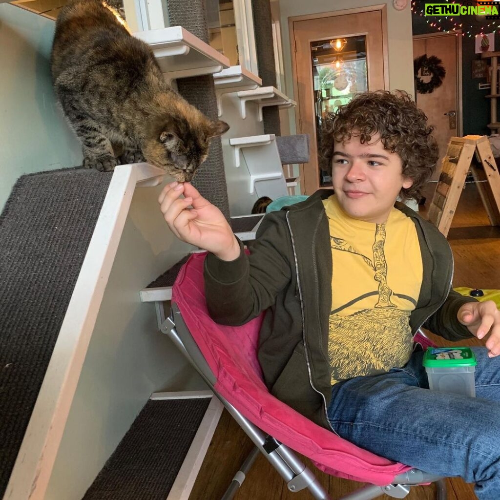 Gaten Matarazzo Instagram - Had a great time enjoying my morning beverage with these fur babies at @javacatscafe They’re all looking for homes, so go take a look ❤️😺 Java Cats ATL