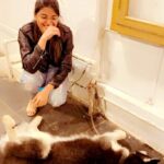 Gayatri Jadhav Instagram - Perfectly Imperfect 😂 #husky#charlie#sleepyhead#loveforhuskies#gayatrijadhavofficial