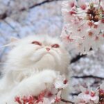 Gemma Louise Instagram - ミミちゃん初めてのさくら！🌸　#桜 #猫 #桜猫 #花見 #ねこ #cats #sakura #ねこすたぐらむ #さくら猫