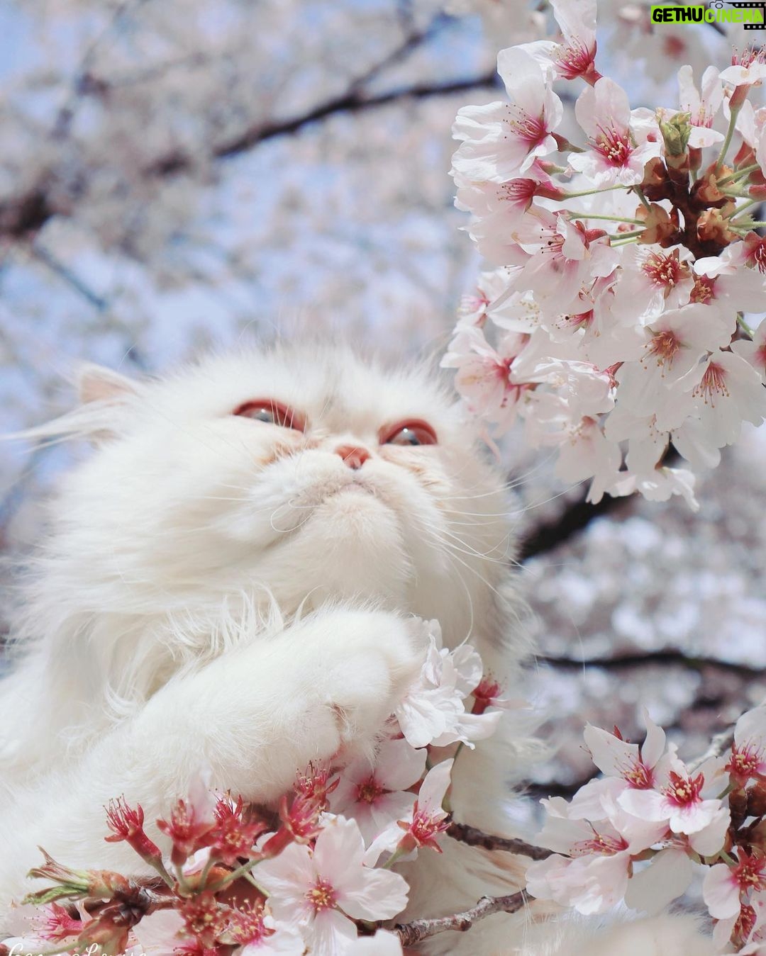 Gemma Louise Instagram - ミミちゃん初めてのさくら!🌸 #桜 #猫 #桜猫 #花見 #ねこ #cats #sakura #ねこすたぐらむ #さくら猫