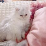 Gemma Louise Instagram – 我が家に新しい家族が増えました!
ミミちゃんです!3ヶ月の雌猫です✨
よろしくお願いいたします〜💕
Introducing a new addition to the family! Mimi-chan. She is a 3month old female. 🎀
#猫 #子猫 #猫のいる暮らし #catsofinstagram #kittens