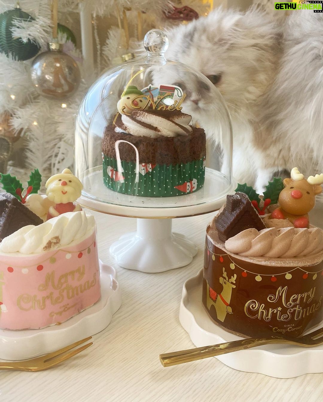 Gemma Louise Instagram - 一緒にクリスマスケーキ食べませんか?🍰🎄 バニラケーキチョコケーキどっち好き? 私はチョコケーキ大好きです! Would you join my Christmas tea party? Do you prefer vanilla or chocolate cake? I definitely am a chocolate person. #メリクリ #クリスマス #christmas