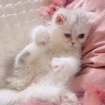 Gemma Louise Instagram - 我が家に新しい家族が増えました！ ミミちゃんです！3ヶ月の雌猫です✨ よろしくお願いいたします〜💕 Introducing a new addition to the family! Mimi-chan. She is a 3month old female. 🎀 #猫 #子猫 #猫のいる暮らし #catsofinstagram #kittens