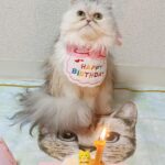 Gemma Louise Instagram - ミミちゃんは1歳になりました！🎂🎉 Mimi became 1years old! #猫ちゃん #猫 #ねこ #ペルシャ #persiancat #ネコ #catsofinstagram #catlover