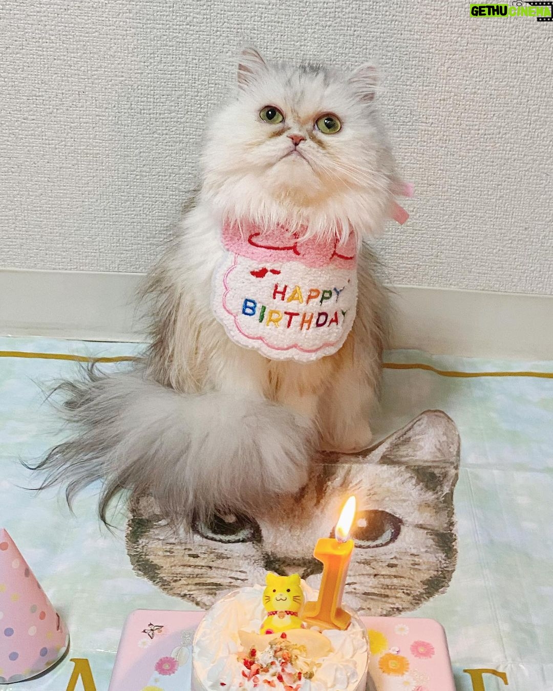 Gemma Louise Instagram - ミミちゃんは1歳になりました!🎂🎉 Mimi became 1years old! #猫ちゃん #猫 #ねこ #ペルシャ #persiancat #ネコ #catsofinstagram #catlover