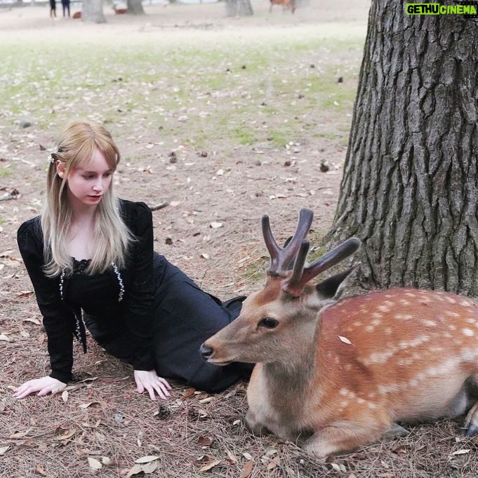 Gemma Louise Instagram - 奈良で出会った鹿さん🦌 一緒に自然を満喫しました🍂　#奈良 #鹿 #奈良公園 #nara #narapark #deer #deers #naradeer 奈良公園 Nara Park