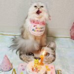Gemma Louise Instagram - ミミちゃんは1歳になりました！🎂🎉 Mimi became 1years old! #猫ちゃん #猫 #ねこ #ペルシャ #persiancat #ネコ #catsofinstagram #catlover