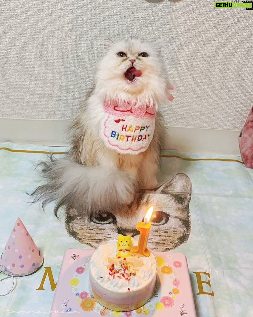 Gemma Louise Instagram - ミミちゃんは1歳になりました!🎂🎉 Mimi became 1years old! #猫ちゃん #猫 #ねこ #ペルシャ #persiancat #ネコ #catsofinstagram #catlover