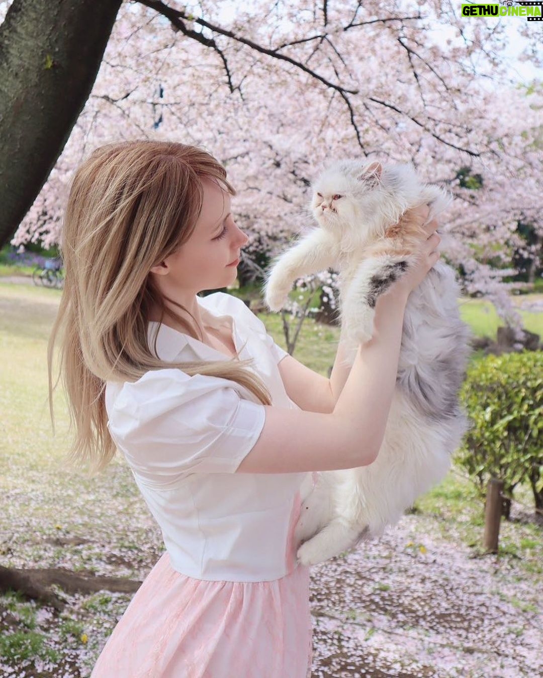 Gemma Louise Instagram - ミミちゃん初めてのさくら!🌸 #桜 #猫 #桜猫 #花見 #ねこ #cats #sakura #ねこすたぐらむ #さくら猫
