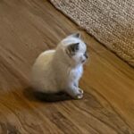 Genevieve Kang Instagram – SHE’S JUST A BABY. SHE’S ALSO VIRGO SUN, CANCER MOON, GEMINI RISING AND OUR SWEET LIL BUN! EVERYONE SAY HELLO TO BAO.