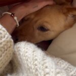 Genevieve Kang Instagram - feeling esp grateful to coexist w this emotional lil weirdo, happy 2 year anniversary to the Rei man. #adoptdontshop