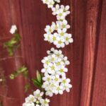 Genka Instagram - See aeg aastas #mai #lemmik #nurmenukk #enelas #meelespea #pirn