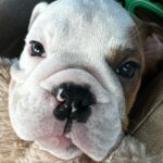 Geoff Ramsey Instagram – New year new dog