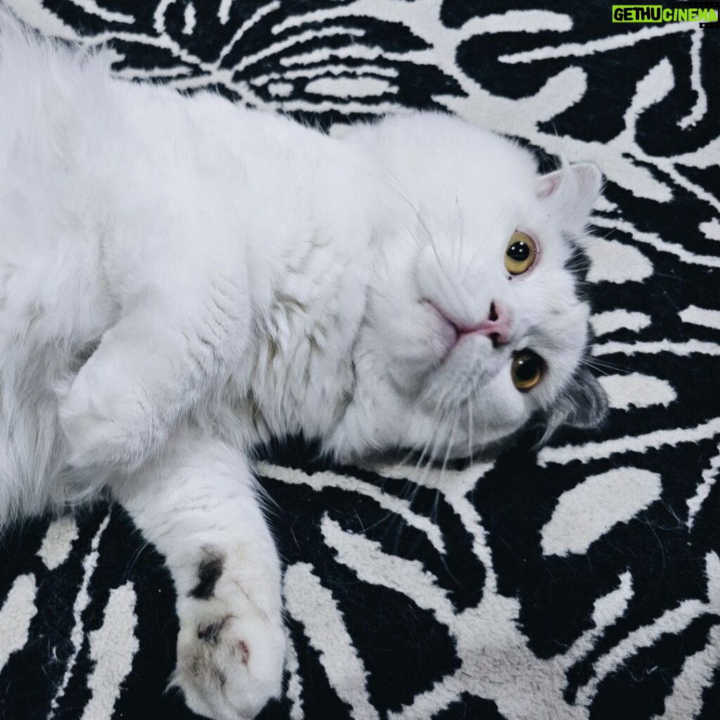 Gina S. Noer Instagram - Cute cat makes the world go round 🫶