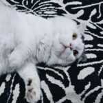 Gina S. Noer Instagram – Cute cat makes the world go round 🫶