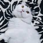 Gina S. Noer Instagram - Cute cat makes the world go round 🫶