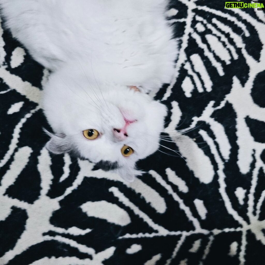 Gina S. Noer Instagram - Cute cat makes the world go round 🫶