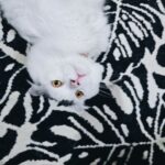 Gina S. Noer Instagram - Cute cat makes the world go round 🫶