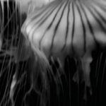 Ginger Gonzaga Instagram - I filmed some jellies. 🤍