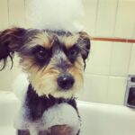Ginger Gonzaga Instagram - Gambit appreciation post. My first born is almost 15 and he is loved and loved and loved. What gift this lil guy is. So grateful.
