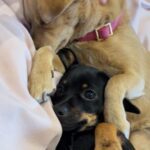 Ginger Gonzaga Instagram - My children, my travel buddies, my on set companions, my snuggle champions. I love them times infinity. 🤍