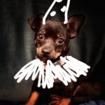 Ginger Gonzaga Instagram - Happy birthday to my little snaggle tooth Mils Hilbert Fudge Gonzaga. Thank you forever to @tobiessmalldogrescue for allowing me to adopt Mils as a birthday present for his sister @lumierethepear. Thanks to @amyslomo for alerting me that he was available and @margotleitman for fostering him! Today he’s two and he loves all of you. 🤍