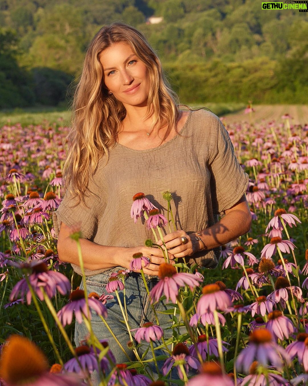 Gisele Bündchen Instagram - The love of plants and nature has been a big part of our family for generations. My grandmother passed down that knowledge and wisdom to my mother, who introduced me to the benefits of plants starting when I was a little girl. Today, I am proud to announce my partnership with @gaiaherbs. Gaia Herbs is a brand I have used for over twenty years, whose products are well known for their purity, potency, and high quality. This summer, I visited their farms and headquarters and witnessed their whole process up close. I was impressed by the sense of purpose in everyone I met! The dedication and intention they put in from the seed to the harvest and production were incredible. Somehow, I feel that I’m returning to my roots, and I am so excited to keep learning more every day about the awesome power of plants and herbs. When we take care of nature, nature takes care of us. I hope you will learn with me and benefit as much as I do from their wonders. 🌱✨ O amor pelas plantas e pela natureza tem sido uma grande parte da nossa família há gerações. Minha avó transmitiu esse conhecimento e sabedoria para minha mãe, que me apresentou os benefícios das plantas desde quando eu era pequena. Hoje tenho o orgulho de anunciar minha parceria com @gaiaherbs. Gaia é uma marca que utilizo há mais de vinte anos, cujos produtos são conhecidos pela sua pureza, potência e alta qualidade. Neste verão, visitei sua fazenda e sedes e testemunhei de perto todo o processo. Fiquei impressionada com o propósito de todas as pessoas que conheci lá! A dedicação e intenção que colocaram desde a semente até à colheita e produção foram incríveis. De alguma forma, sinto que estou voltando às minhas raízes e estou muito animada para continuar aprendendo mais, a cada dia, sobre o incrível poder das plantas e ervas. Quando cuidamos da natureza, a natureza cuida de nós. Espero que você aprenda assim como eu, e também se beneficie com suas maravilhas. #GaiaHerbs #partner