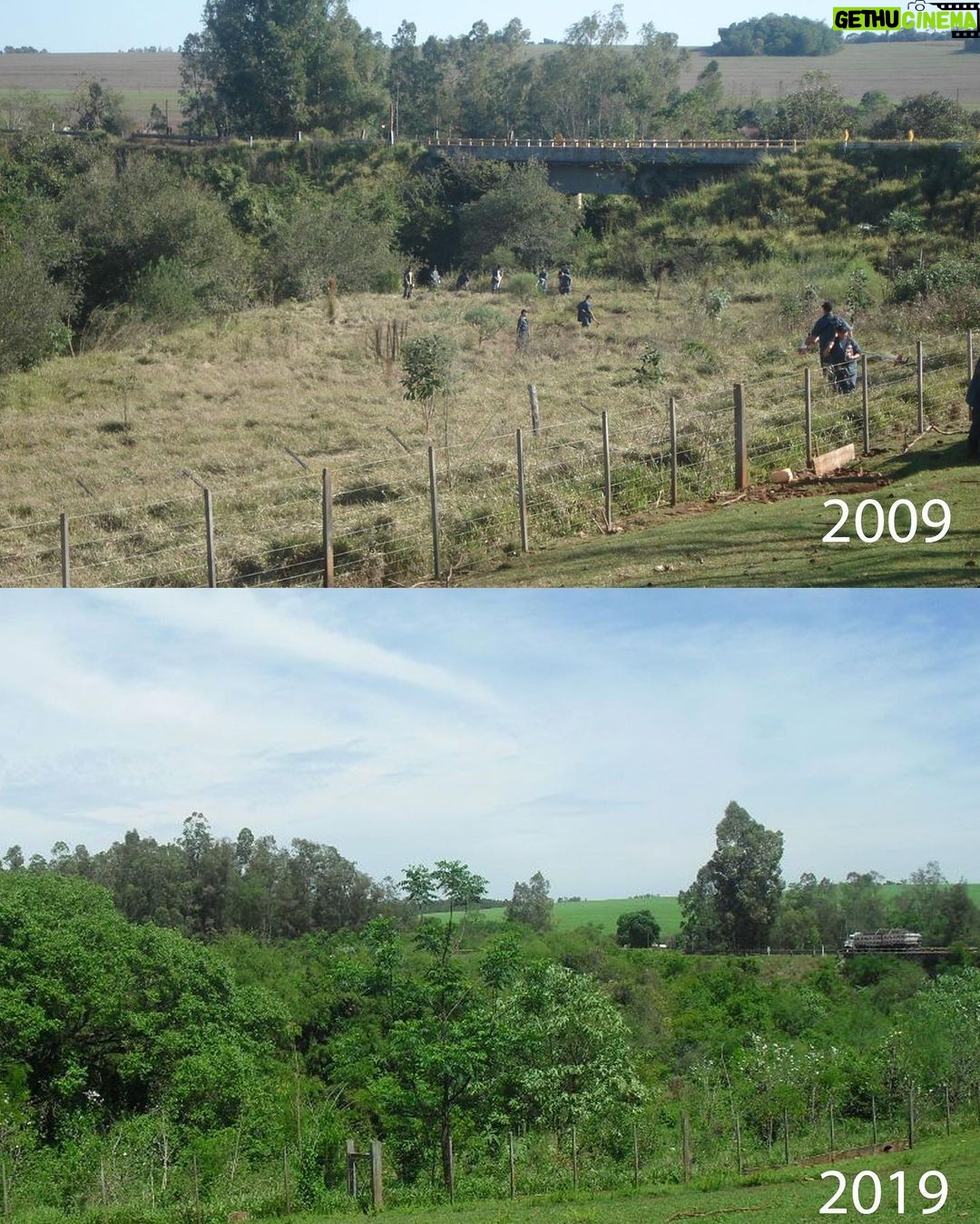 Gisele Bündchen Instagram - From planting trees, regenerating springs and depleted soils, and protecting turtles, jaguars … everything impacts nature. The power of nature comes from its diversity, and it depends on it for survival. Every form of life uniquely creates balance on Earth so all of life can flourish. Like with people, our differences are also our strengths, and we get stronger when we work together. Last year, I started a project called Biomes to help regenerate the biodiversity of Brazil. From north to south, east to west, we selected seven projects in different regions of the country. Each biome's species have an important role in nature because everything is connected. Now, together with The Luz Alliance Fund in partnership with @brazilfound on Saturday, May 20th in Miami, we are having a dinner to raise more funds to expand our efforts and have a more significant impact. 💚 Seja através do plantio de árvores, regeneração de nascentes e solos degradados, ou proteção de tartarugas, onças… temos tentado ajudar de diferentes formas, pois tudo impacta a natureza. O poder da natureza vem de sua diversidade e depende dela para sua sobrevivência. Cada forma de vida desempenha um papel especial no equilíbrio da Terra, possibilitando que todas as formas de vida possam prosperar. Assim como acontece com as pessoas, nossas diferenças também são nossos pontos fortes, e ficamos mais fortes quando trabalhamos juntos. No ano passado, iniciei um projeto chamado Biomas para ajudar a regenerar a biodiversidade do Brasil. De norte a sul, de leste a oeste, selecionamos 7 projetos em diferentes regiões do país porque sabemos da importância que cada bioma tem no todo, pois tudo está interligado. Agora, juntamente com @brazilfound, no dia 20 de maio, em Miami, teremos um jantar para arrecadar mais fundos para que possamos ampliar nossos esforços e ter um impacto ainda maior.