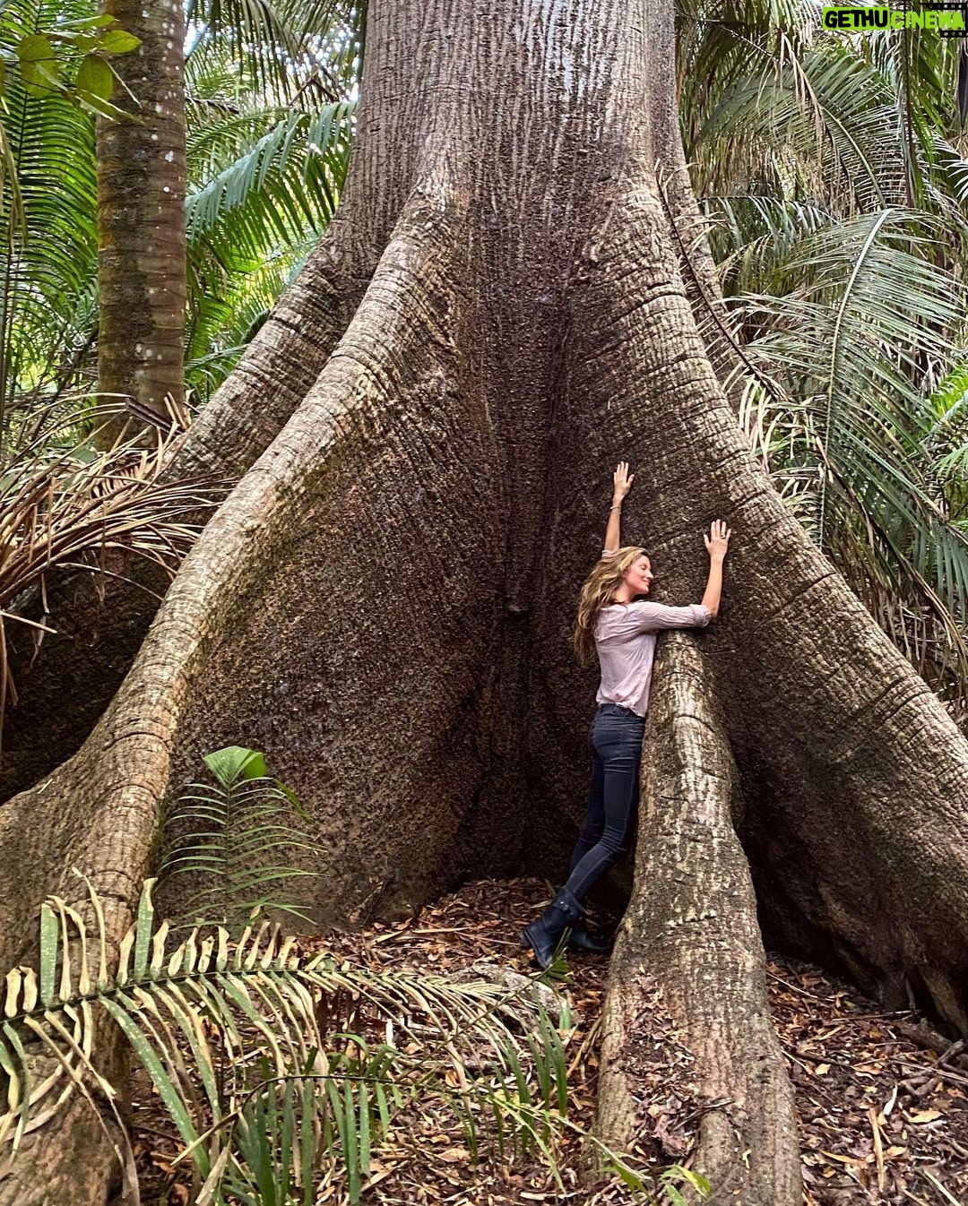 Gisele Bündchen Instagram - From planting trees, regenerating springs and depleted soils, and protecting turtles, jaguars … everything impacts nature. The power of nature comes from its diversity, and it depends on it for survival. Every form of life uniquely creates balance on Earth so all of life can flourish. Like with people, our differences are also our strengths, and we get stronger when we work together. Last year, I started a project called Biomes to help regenerate the biodiversity of Brazil. From north to south, east to west, we selected seven projects in different regions of the country. Each biome's species have an important role in nature because everything is connected. Now, together with The Luz Alliance Fund in partnership with @brazilfound on Saturday, May 20th in Miami, we are having a dinner to raise more funds to expand our efforts and have a more significant impact. 💚 Seja através do plantio de árvores, regeneração de nascentes e solos degradados, ou proteção de tartarugas, onças… temos tentado ajudar de diferentes formas, pois tudo impacta a natureza. O poder da natureza vem de sua diversidade e depende dela para sua sobrevivência. Cada forma de vida desempenha um papel especial no equilíbrio da Terra, possibilitando que todas as formas de vida possam prosperar. Assim como acontece com as pessoas, nossas diferenças também são nossos pontos fortes, e ficamos mais fortes quando trabalhamos juntos. No ano passado, iniciei um projeto chamado Biomas para ajudar a regenerar a biodiversidade do Brasil. De norte a sul, de leste a oeste, selecionamos 7 projetos em diferentes regiões do país porque sabemos da importância que cada bioma tem no todo, pois tudo está interligado. Agora, juntamente com @brazilfound, no dia 20 de maio, em Miami, teremos um jantar para arrecadar mais fundos para que possamos ampliar nossos esforços e ter um impacto ainda maior.