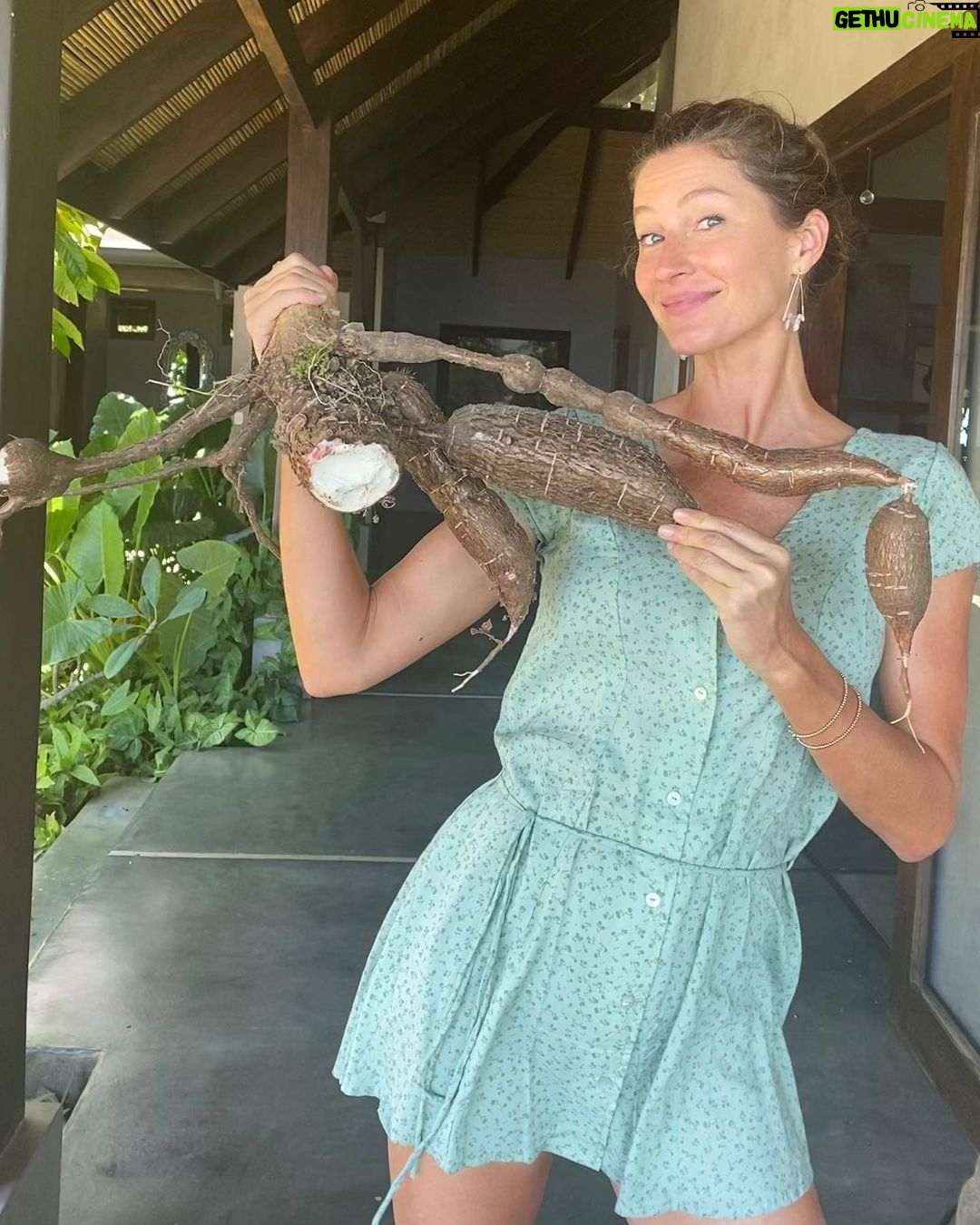 Gisele Bündchen Instagram - Look what I got from my garden! Yucca anyone? 😋 Olhem a mandioca que peguei na minha horta! Alguém aí gosta de mandioca?