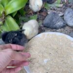Gisele Bündchen Instagram - Temos novos membros na família! Gatinhos, cachorros, pintinhos! Eu amo! ❤️🐥 🐈 🐕 We have new members in the family! Kittens, dogs, chicks! I am in love !