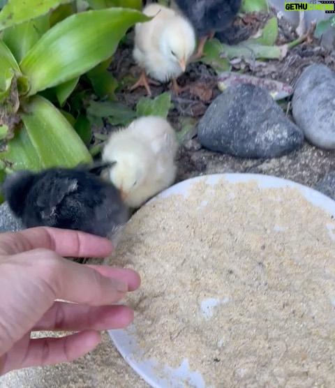 Gisele Bündchen Instagram - Temos novos membros na família! Gatinhos, cachorros, pintinhos! Eu amo! ❤️🐥 🐈 🐕 We have new members in the family! Kittens, dogs, chicks! I am in love !