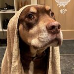 Gisele Bündchen Instagram - Our little Lulu, our guardian angel is gone to heaven. She will forever live in our hearts. We already miss her sooooo much! #unconditionallove RIPLua 💔 Nossa pequena Lulu, nossa anjinha da guarda foi para o céu. Ela viverá para sempre em nossos corações. Já estamos com muita saudade! #amorincondicional RIPLua