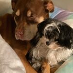 Gisele Bündchen Instagram - Our little Lulu, our guardian angel is gone to heaven. She will forever live in our hearts. We already miss her sooooo much! #unconditionallove RIPLua 💔 Nossa pequena Lulu, nossa anjinha da guarda foi para o céu. Ela viverá para sempre em nossos corações. Já estamos com muita saudade! #amorincondicional RIPLua