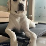 Gladys Lee Instagram – I just want you to know that punctuality and discipline are key to success … maybe baby.
: Very judgy dog … 😒😤