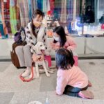 Gladys Lee Instagram - 第一次參加 @twguidedog #台灣導盲犬協會 舉辦的週末宣導活動，原來這麼盛大！幾十個寄養家庭帶著幼犬、種犬、輔助犬、導盲犬出席，這麼多隻狗狗現場倒是安安靜靜，訓練有素的導盲犬好整以暇趴在正中央，聞風不動，像Ula這種小幼幼隨時都新奇，風吹草動都能彈起來，現場也是太可愛的認親大會了啦！坐在我們左邊的Ian原來是Ula的舅舅（Ula媽媽是同胎的Ida），種犬身份體格強壯，右邊是三歲半的Danny哥哥，是一隻黑色的黃金拉拉，目前是醫療輔助犬🐕‍🦺應該很快要開始上班； Ula寶寶 @more_than_pups還認出一起住過兩個月的Allen哥哥，估計當時經常欺負哥哥，讓爸爸媽媽印象深刻；倒是同胎兄弟姊妹還沒機會打招呼，期待U胎團訓🦮 Ula穩定下來之後也還是挺乖的（媽媽感動），讓小朋友摸摸背減敏訓練； 📍新莊 #宏匯廣場 @honhuiplaza