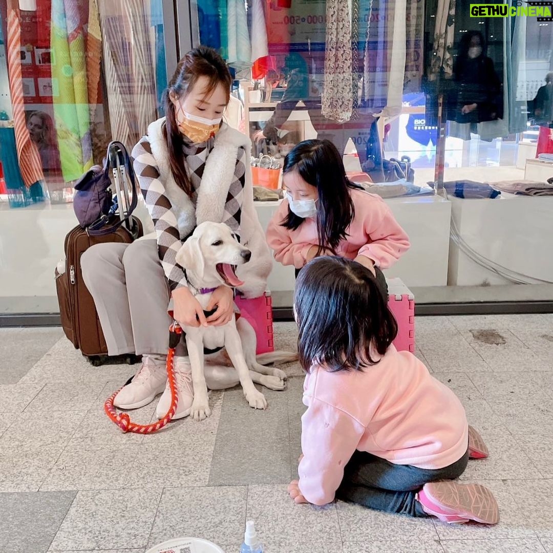 Gladys Lee Instagram - 第一次參加 @twguidedog #台灣導盲犬協會 舉辦的週末宣導活動,原來這麼盛大!幾十個寄養家庭帶著幼犬、種犬、輔助犬、導盲犬出席,這麼多隻狗狗現場倒是安安靜靜,訓練有素的導盲犬好整以暇趴在正中央,聞風不動,像Ula這種小幼幼隨時都新奇,風吹草動都能彈起來,現場也是太可愛的認親大會了啦!坐在我們左邊的Ian原來是Ula的舅舅(Ula媽媽是同胎的Ida),種犬身份體格強壯,右邊是三歲半的Danny哥哥,是一隻黑色的黃金拉拉,目前是醫療輔助犬🐕🦺應該很快要開始上班; Ula寶寶 @more_than_pups還認出一起住過兩個月的Allen哥哥,估計當時經常欺負哥哥,讓爸爸媽媽印象深刻;倒是同胎兄弟姊妹還沒機會打招呼,期待U胎團訓🦮 Ula穩定下來之後也還是挺乖的(媽媽感動),讓小朋友摸摸背減敏訓練; 📍新莊 #宏匯廣場 @honhuiplaza